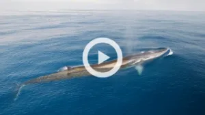 土佐湾のカツオクジラ
